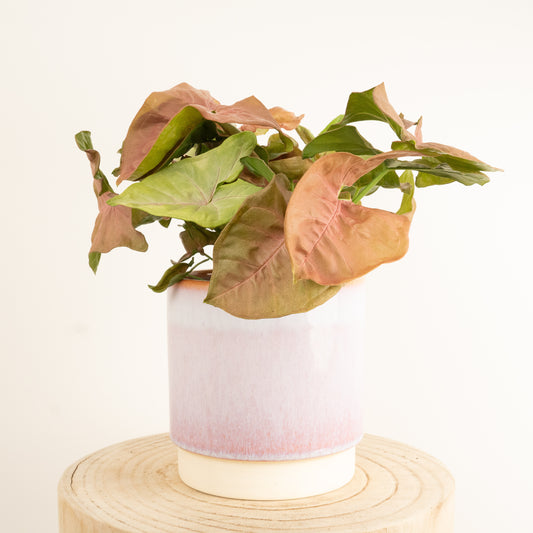 Pink Arrowhead Vine | Hard To Find | Climbing & Vine Plants