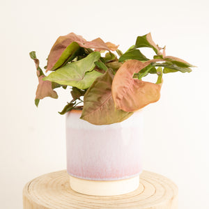 Pink Arrowhead Vine | Hard To Find - Indoor Plant