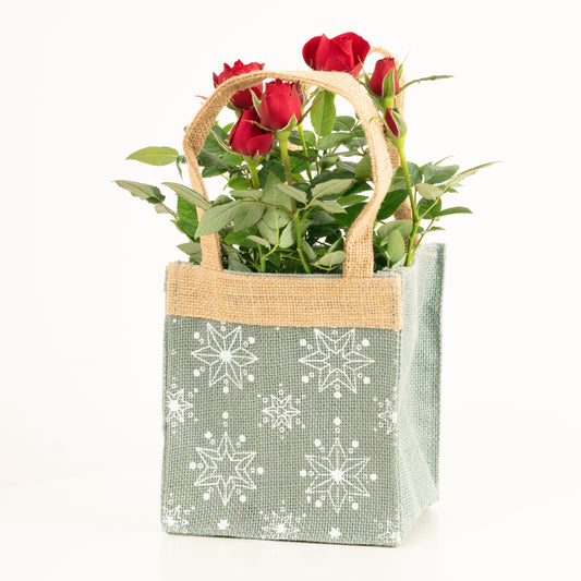 Flowering Rose | Hessian Gift | Surprise Colour | Indoor Plants
