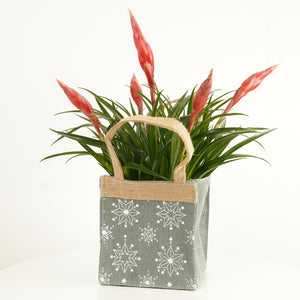 Vriesea Flaming Sword | Hessian Giftbag - Indoor Plant