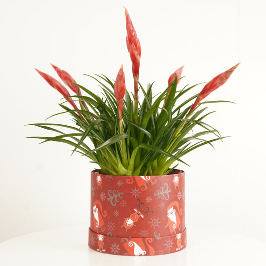 Vriesea Flaming Sword | Red Astrid Hatbox Gift | Christmas Plants & Gifts