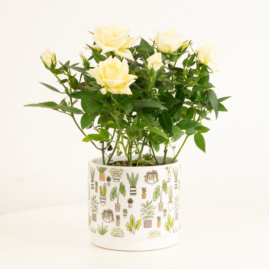 Flowering Rose | Lemon | 