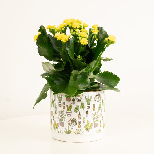 Yellow Kalanchoe | Potted Houseplants