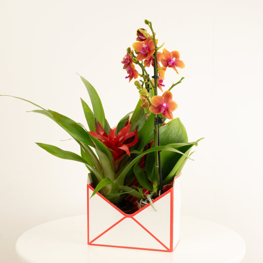 Tropical | Envelope Giftbox | Indoor Plants