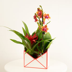 Tropical | Envelope Giftbox - Indoor Plant