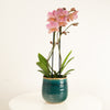 Phalaenopsis Orchid | Trevisso