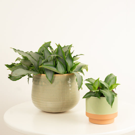 Angel Grass Plant | Bright Star | Variegated Plants
