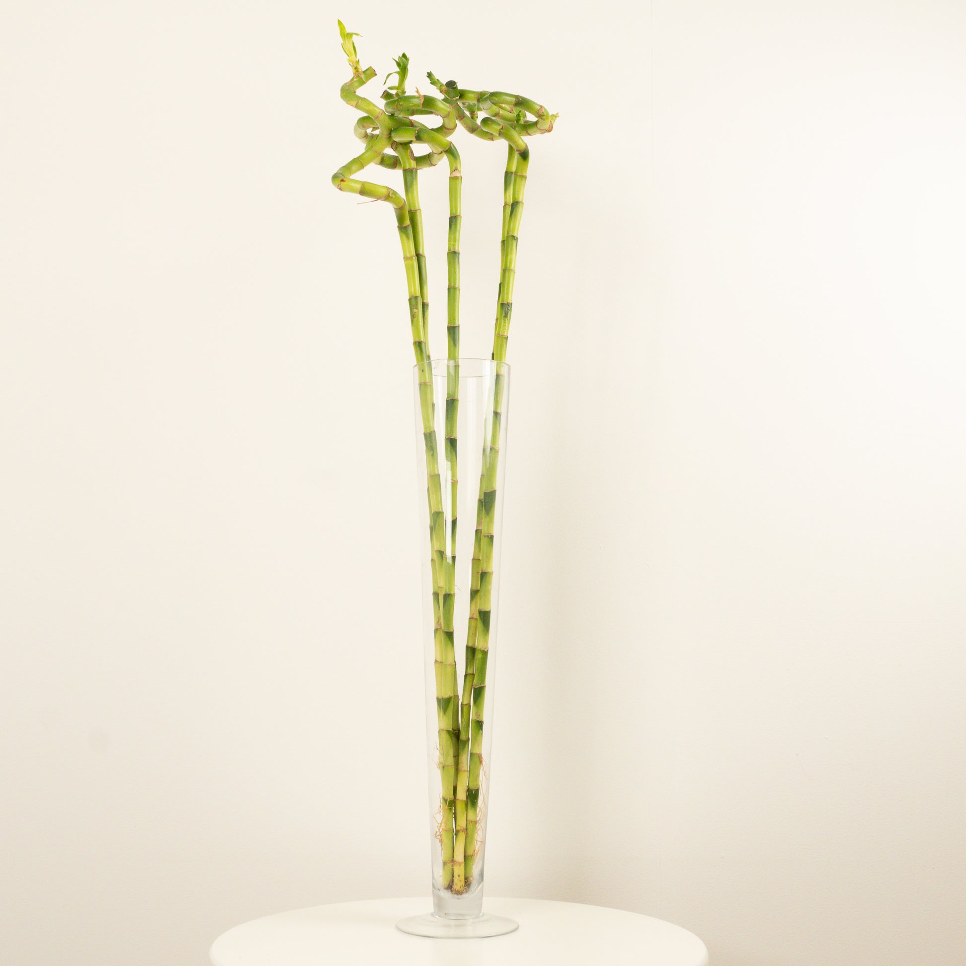 lucky bamboo tube Lucky Bamboo | Infinity Vase