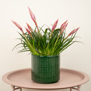 Vriesea Flaming Sword | Pink Sparkle - Indoor Plant