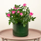 Flowering Rose | Hot Pink