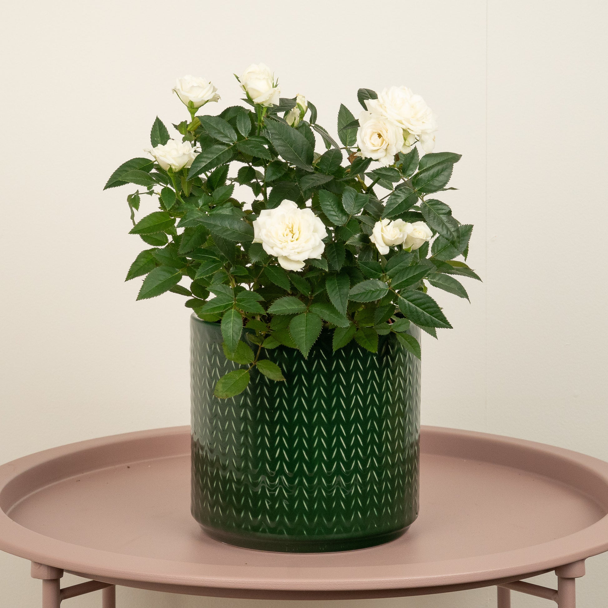 indoor white rose plant Flowering Rose