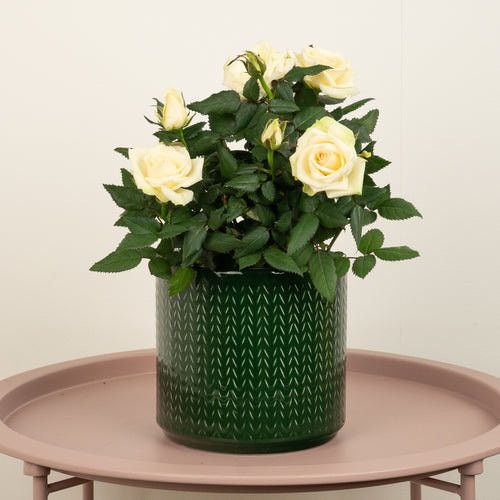 Flowering Rose | Grand Pearl