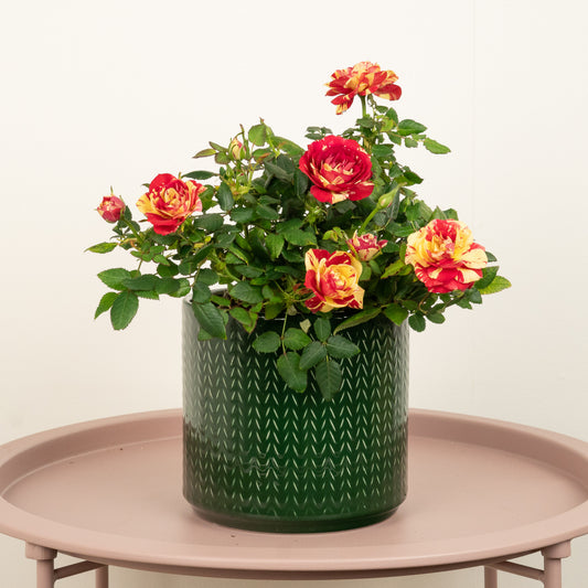 Flowering Rose | Liss | 