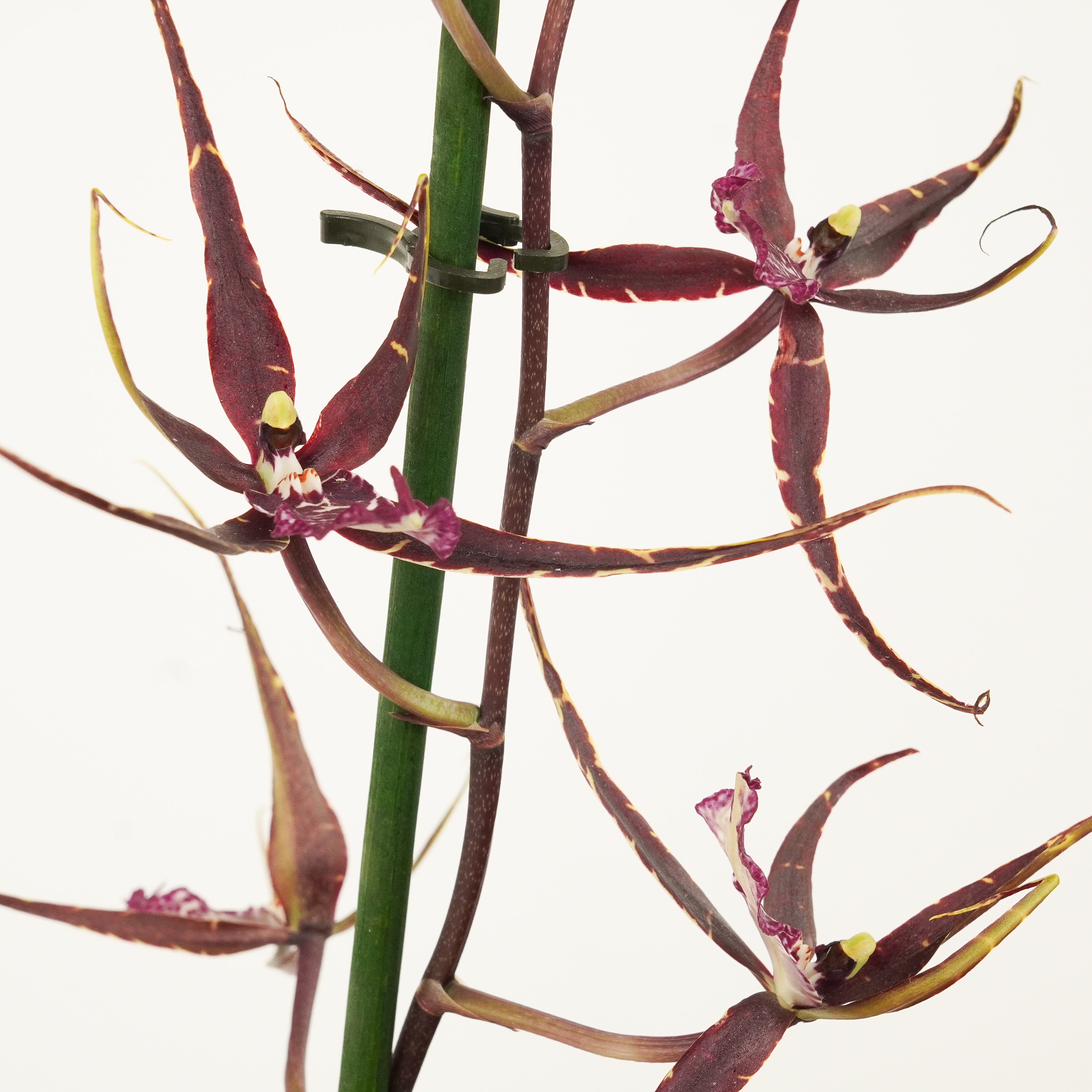 Rdr2 Spider Orchid Locations: A Collector'S Dream - iyqwf25