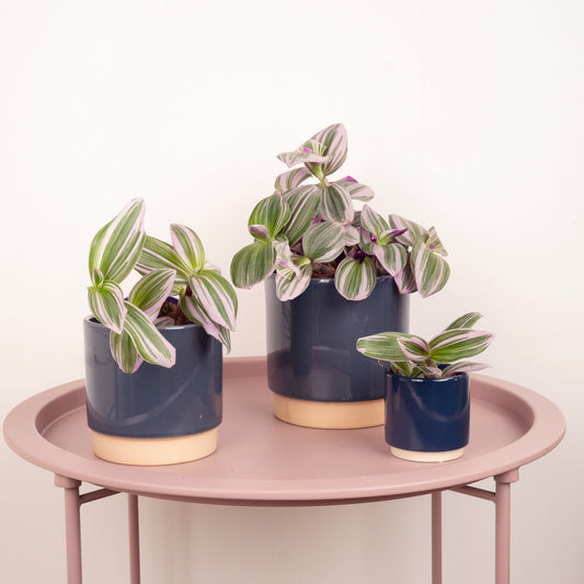 Wandering Dude Nanouk |