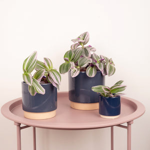 Wandering Dude Nanouk - Indoor Plant