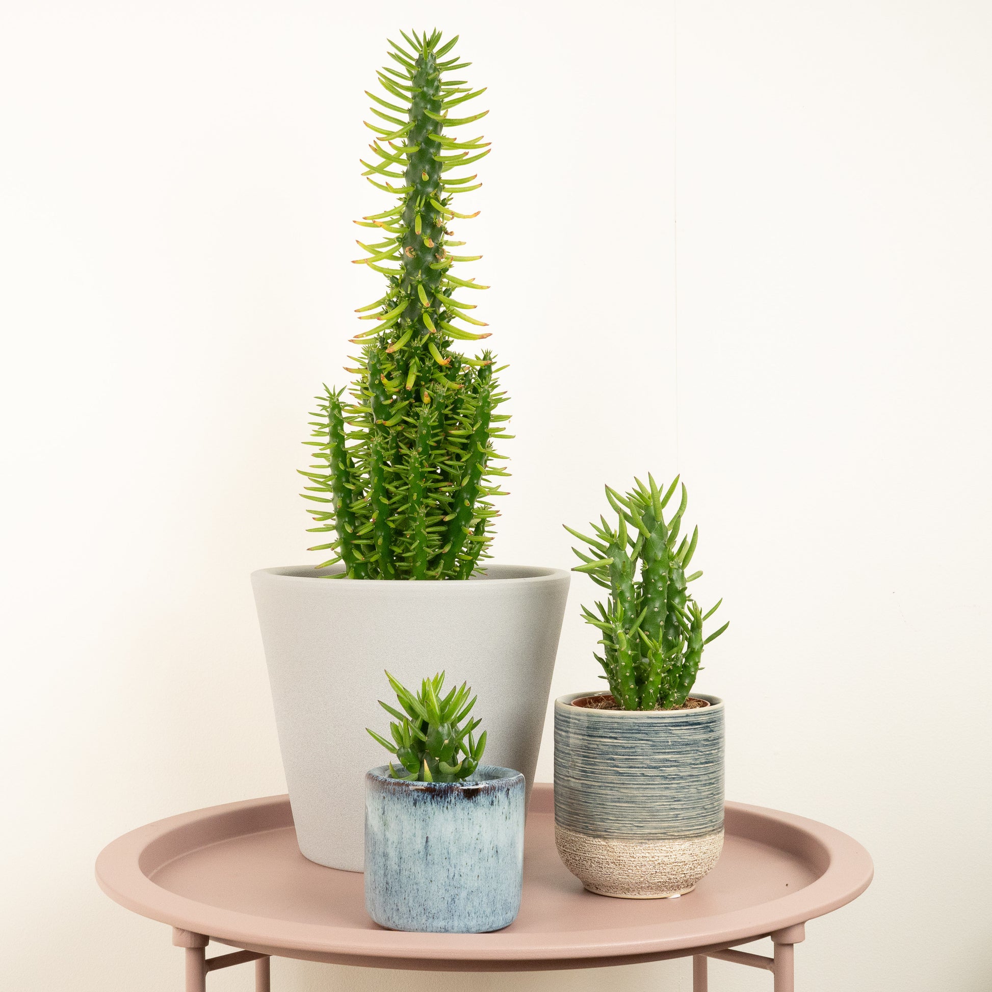 eve's pin succulent Eves Pin Cactus