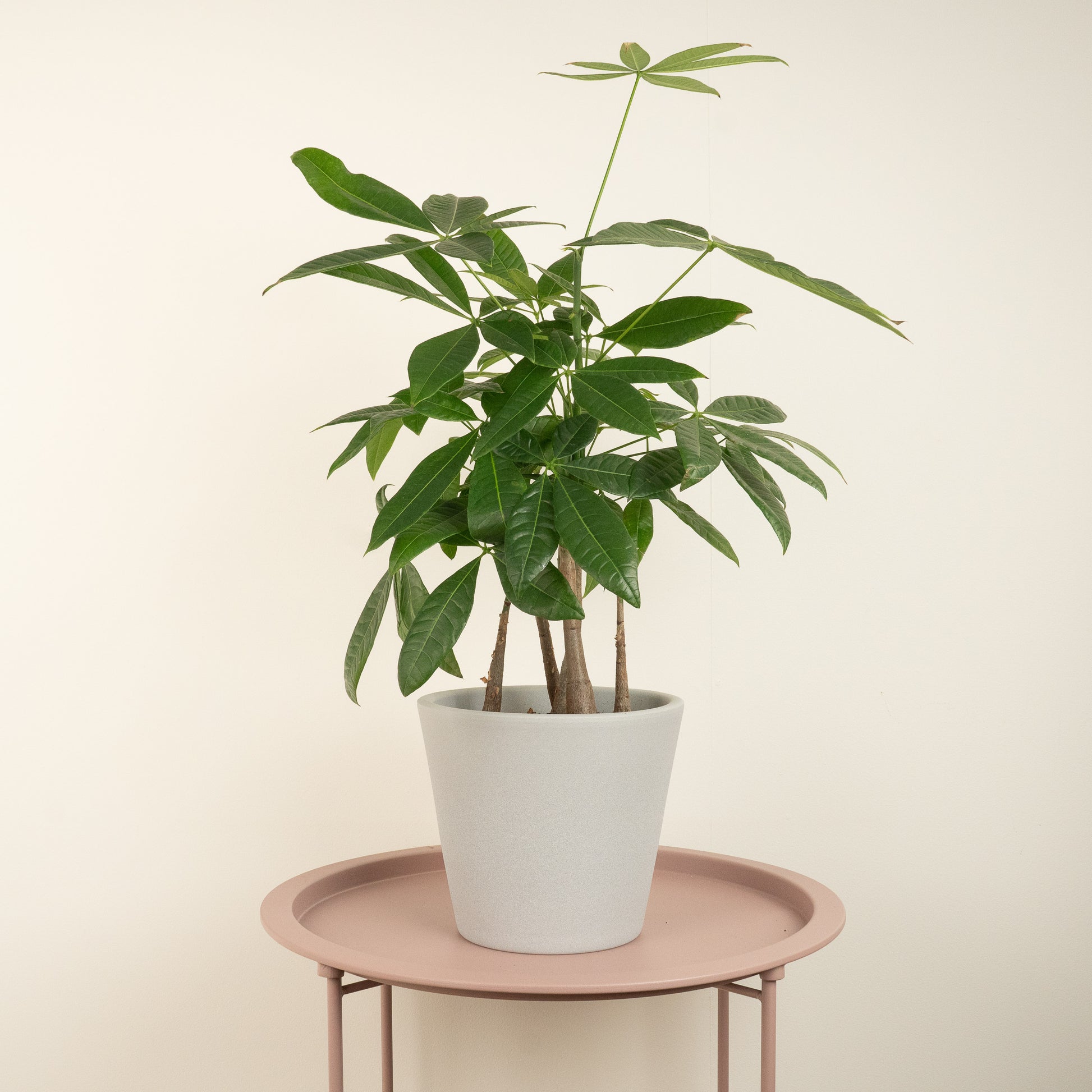 indoor plants that grow straight up Money Tree