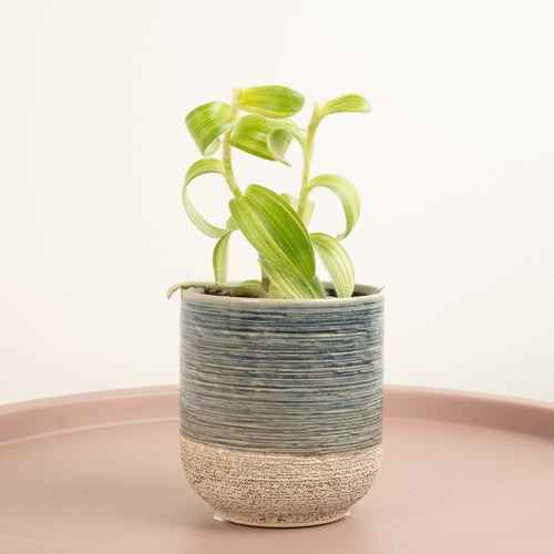 Wandering Dude | Fuzzy Sillamontana