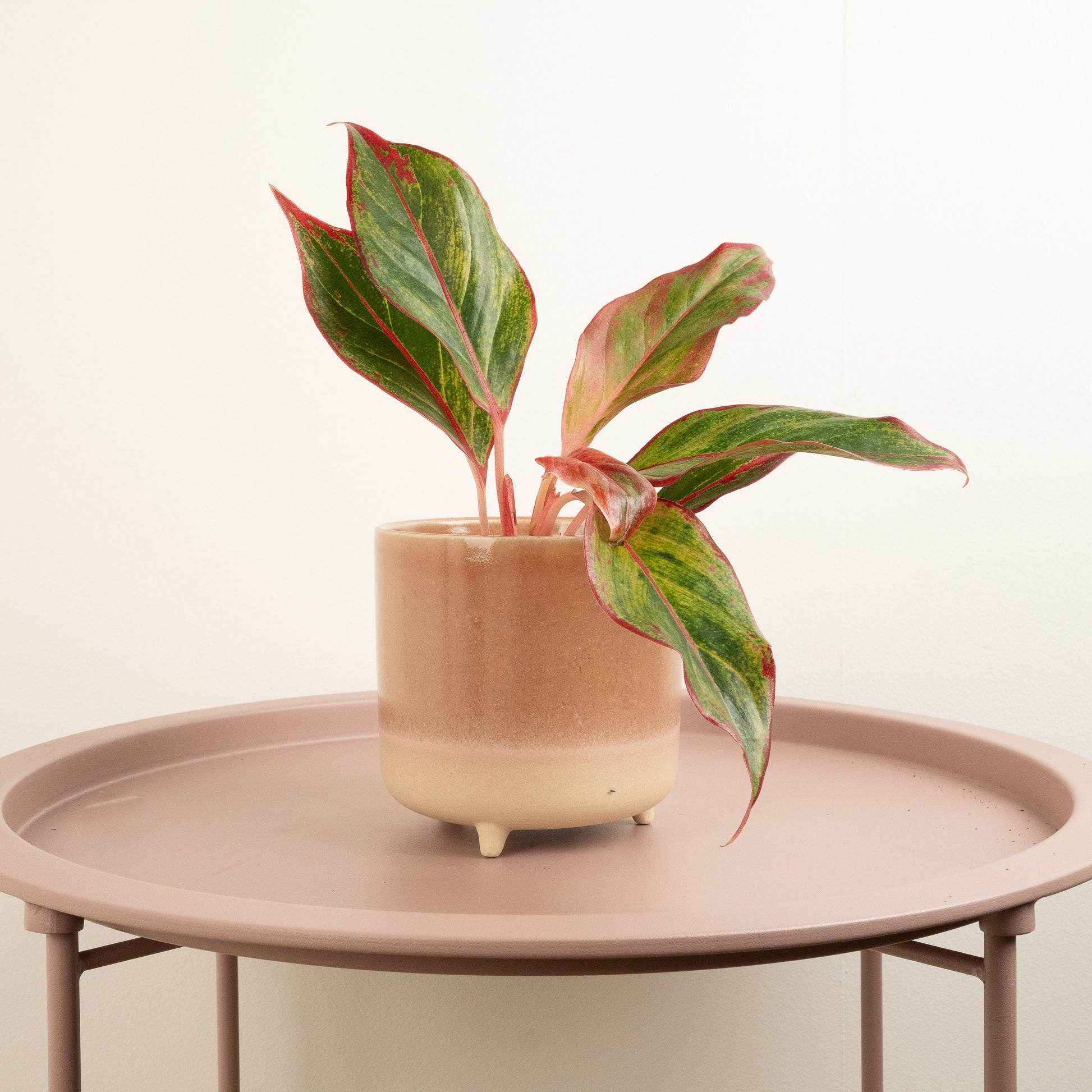 aglaonema red fire Chinese Evergreen