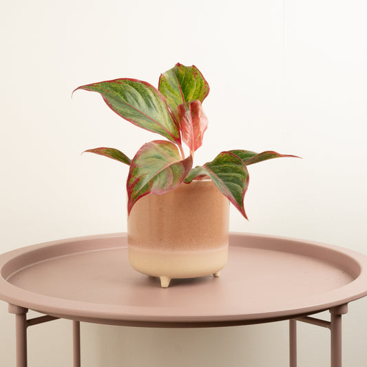 Chinese Evergreen | Red Fire | Perfect Plants for Under £30