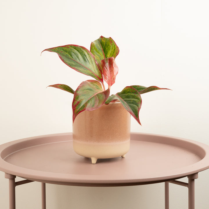 Chinese Evergreen | Red Fire