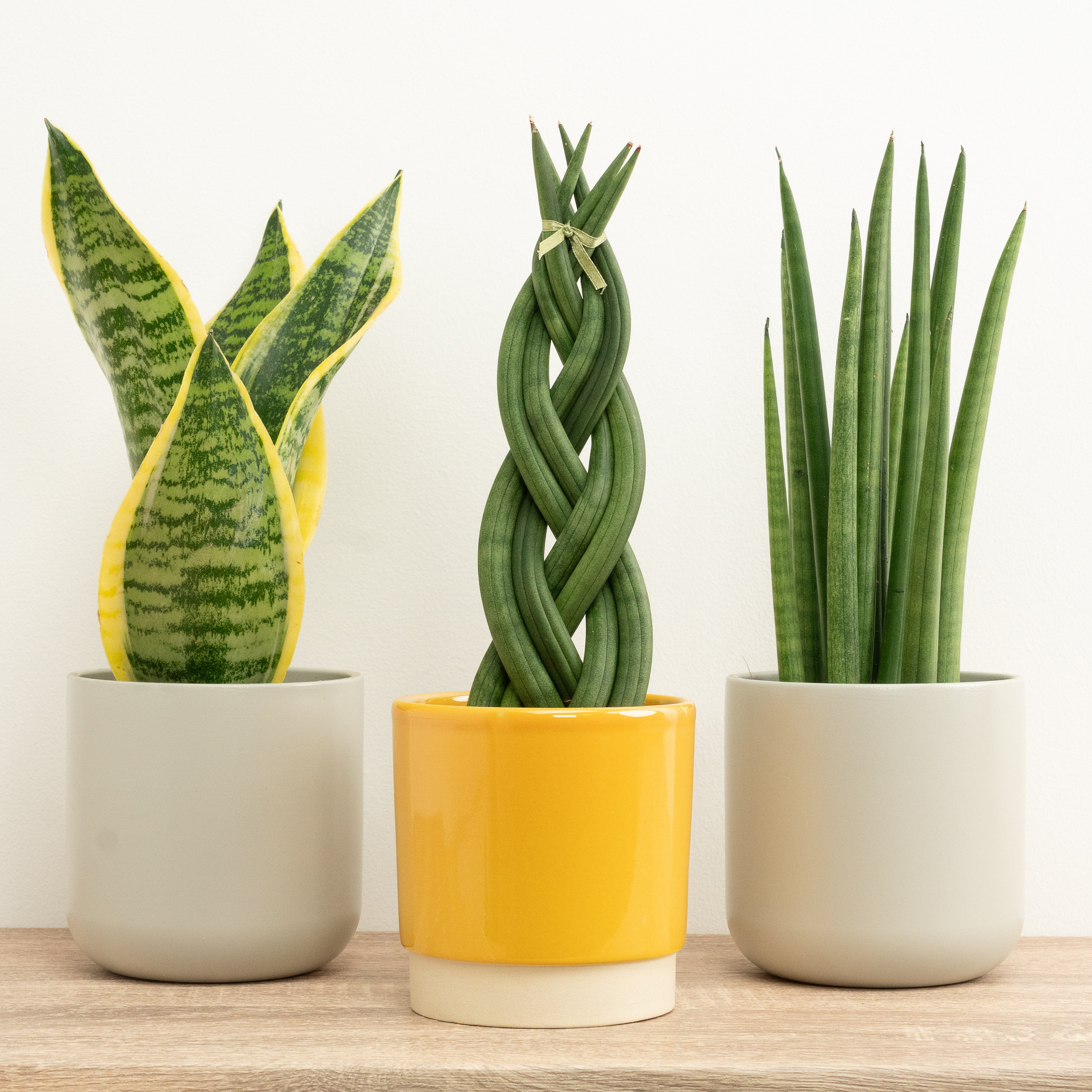 9+ Snake Plant Purchase Sassy Snakes | Plant Bundle & 3 X PLANTS | 3 X POTS & Houseplant UK