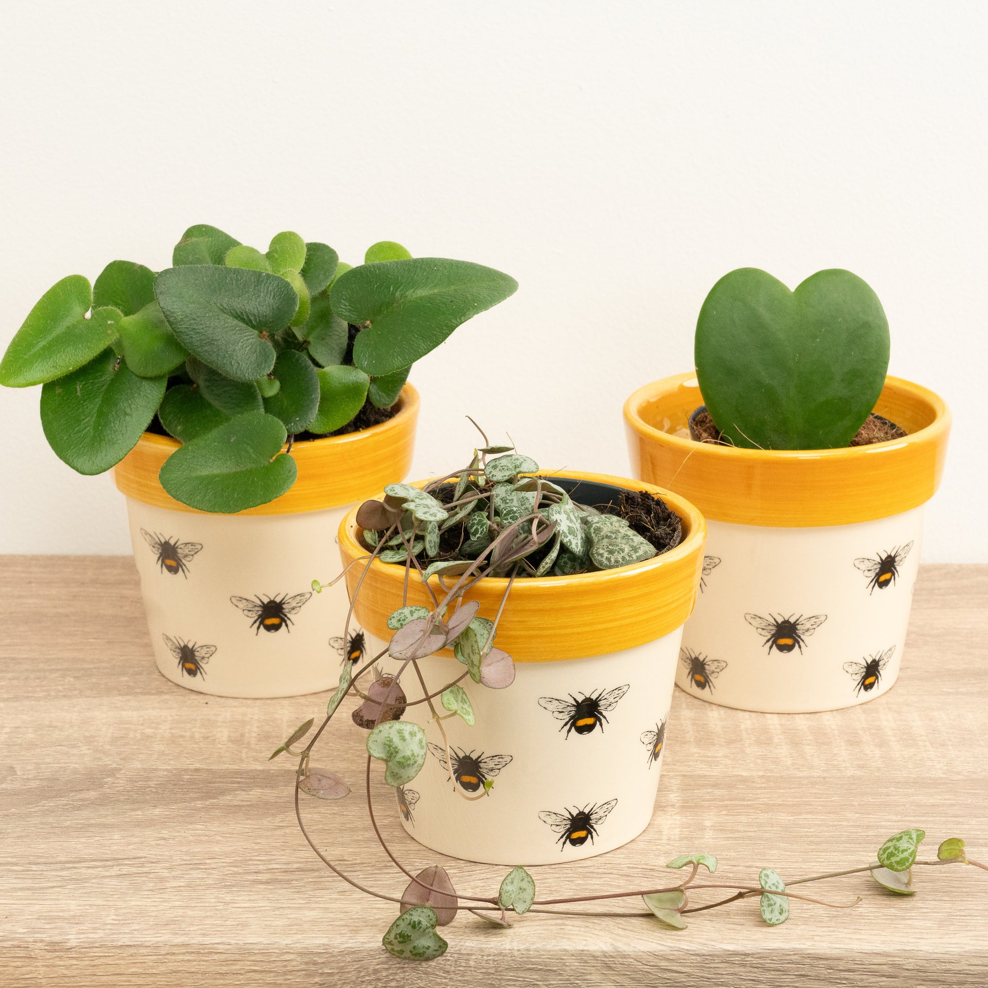 Bee Mine | Plant Bundle