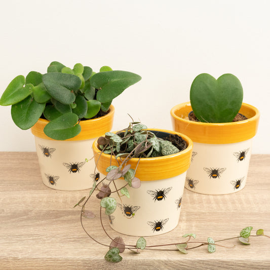 Bee Mine | Plant Bundle | Indoor Fern Plants