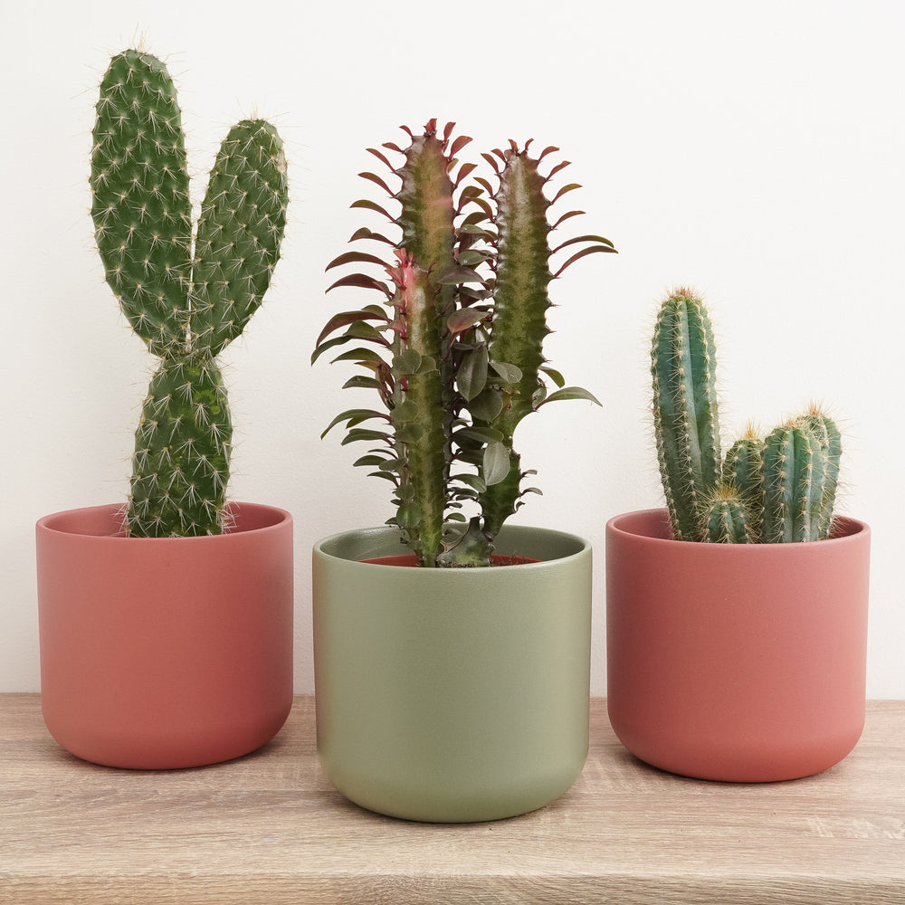 Indoor Prickle My Fancy | Plant Bundle | 3 X PLANTS | 3 X POTS | Indoor Plant Bundle