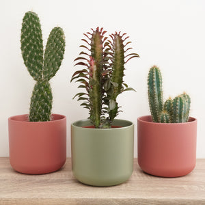 Prickle My Fancy | Plant Bundle - Indoor Plant