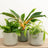 Plant Bundles
