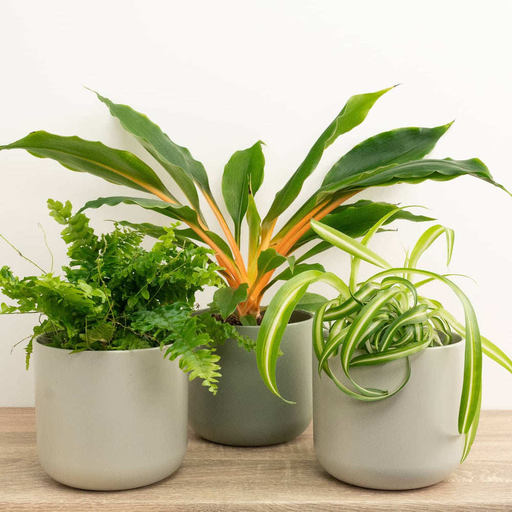 Indoor Pawsome Plants | Plant Bundle | 3 X PLANTS | 3 X POTS | Indoor Plant Bundle