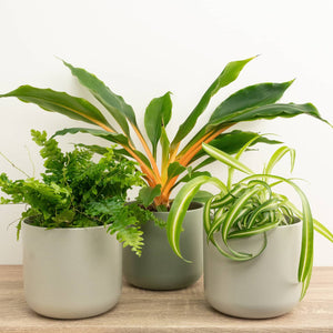 Pawsome Plants | Plant Bundle - Indoor Plant