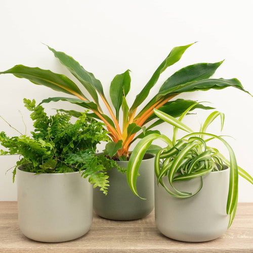 Pawsome Plants | Plant Bundle