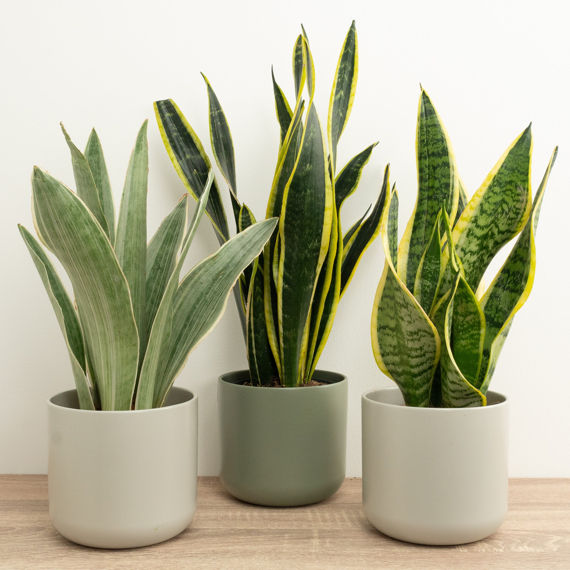 Simply Snakes | Plant Bundle