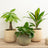 Palm Plants