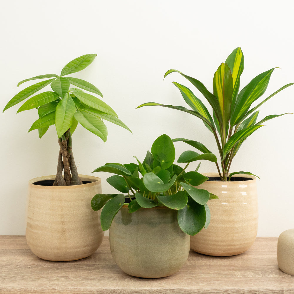 Indoor Manifesting Wealth | Plant Bundle | 3 X PLANTS | 3 X POTS | Indoor Plant Bundle