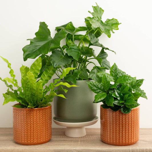 Housewarming | Plant Bundle | Mother's Day
