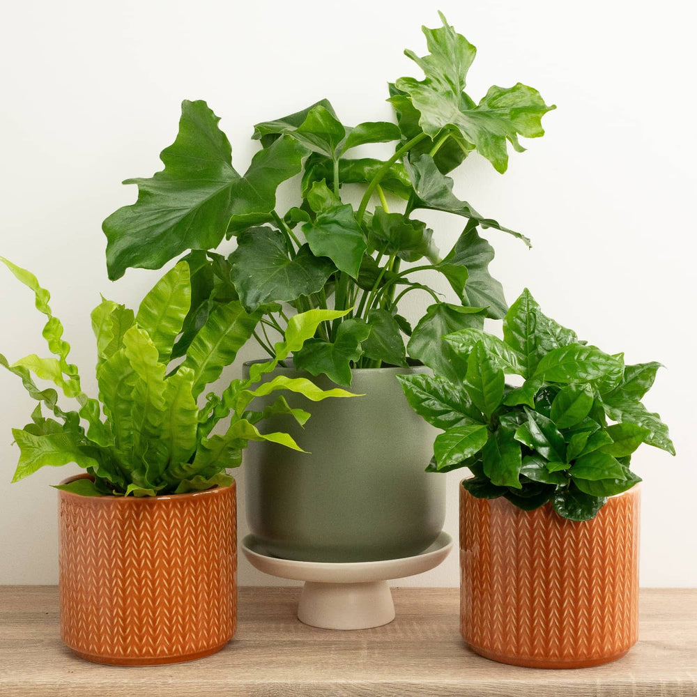 Indoor Housewarming | Plant Bundle | 3 X PLANTS | 3 X POTS | Indoor Plant Bundle