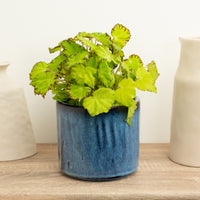 Begonia Rex | Lima Love