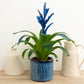 Guzmania | Bromeliad | Blue