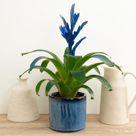 Vriesea Flaming Sword | Royal Blue | Perfect Plants for Under £30