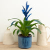 Vriesea Flaming Sword | Royal Blue