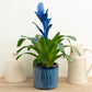 Vriesea Flaming Sword | Royal Blue