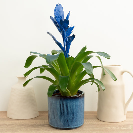 Vriesea Flaming Sword | Royal Blue | Potted Houseplants