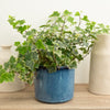 Ivy | White 'Bont'