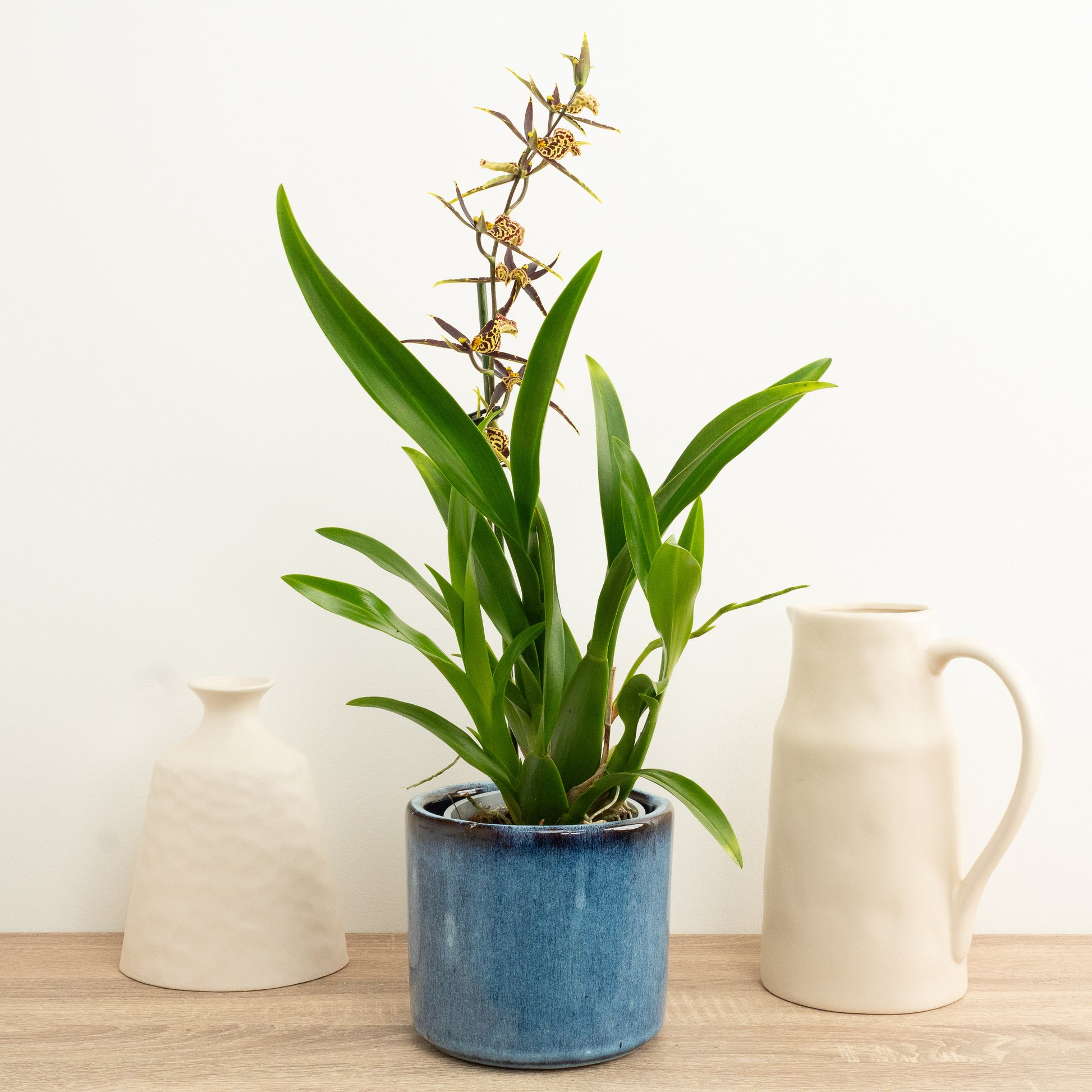 Butterfly Orchid | Chocolate