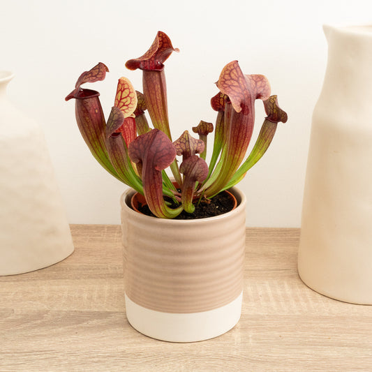 Trumpet Pitcher Plant | Fly Catcher | Tess | Perfect Plants for Under £30