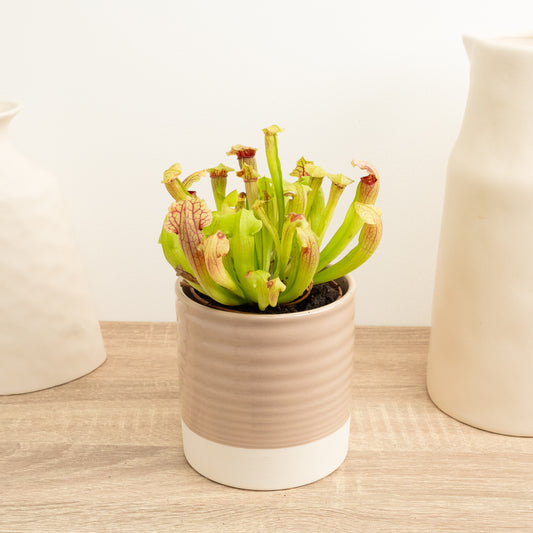 Trumpet Pitcher Plant | Fly Catcher | Fiona | Indoor Plants On Sale